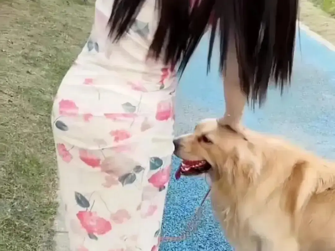 抖音香香公主与爱犬金毛高能日常互动完整版在线观看-《抖音香香公主与爱犬金毛》直播回放无广告免费秒播高清资源